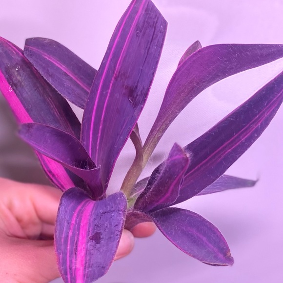 (3) Rare tradescantia variegated pallida ‘pink stripe’ cuttings - Picture 5 of 12